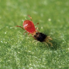 Phytoseiulus Permisilis eliminando araña